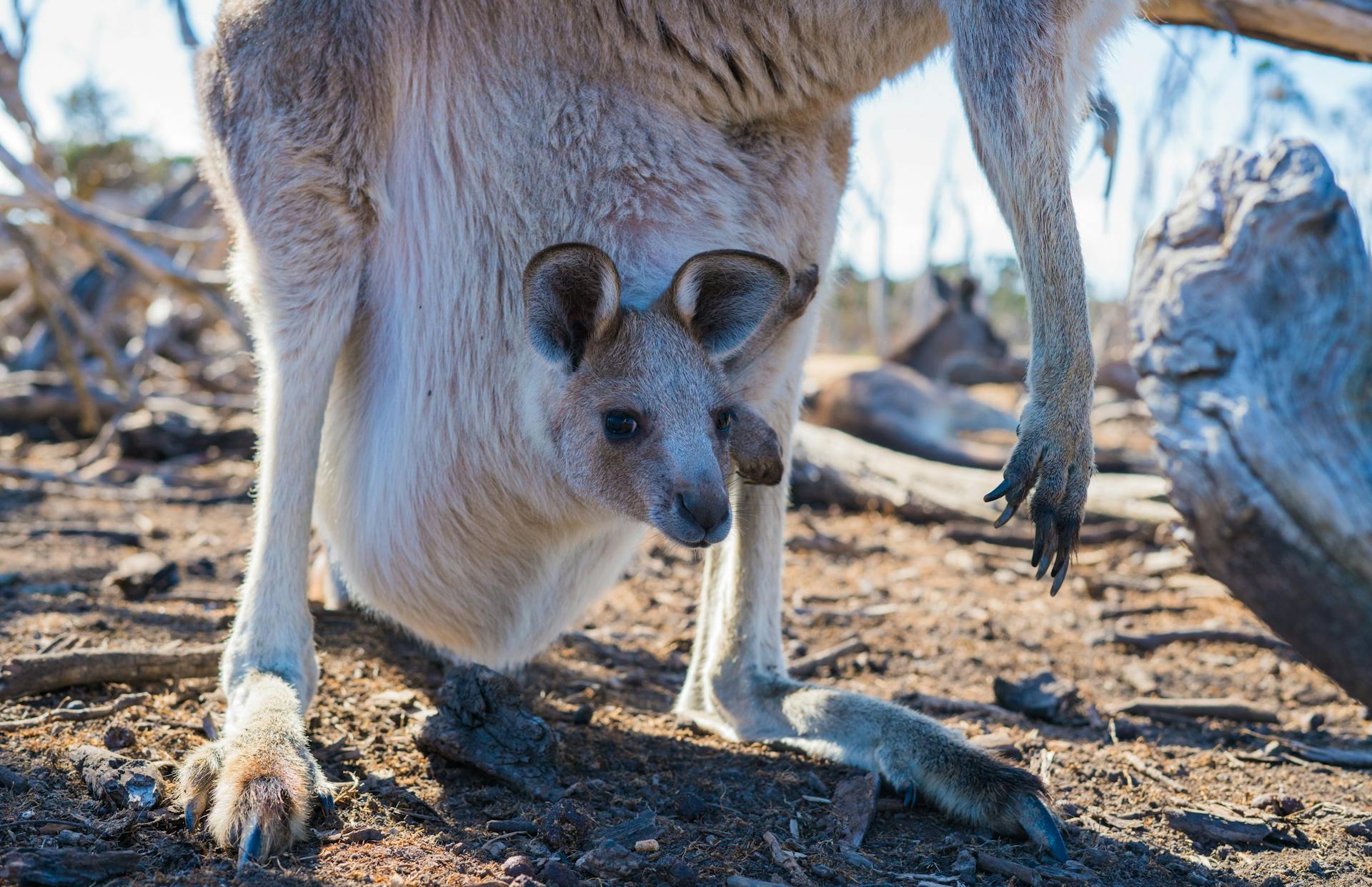 Australia