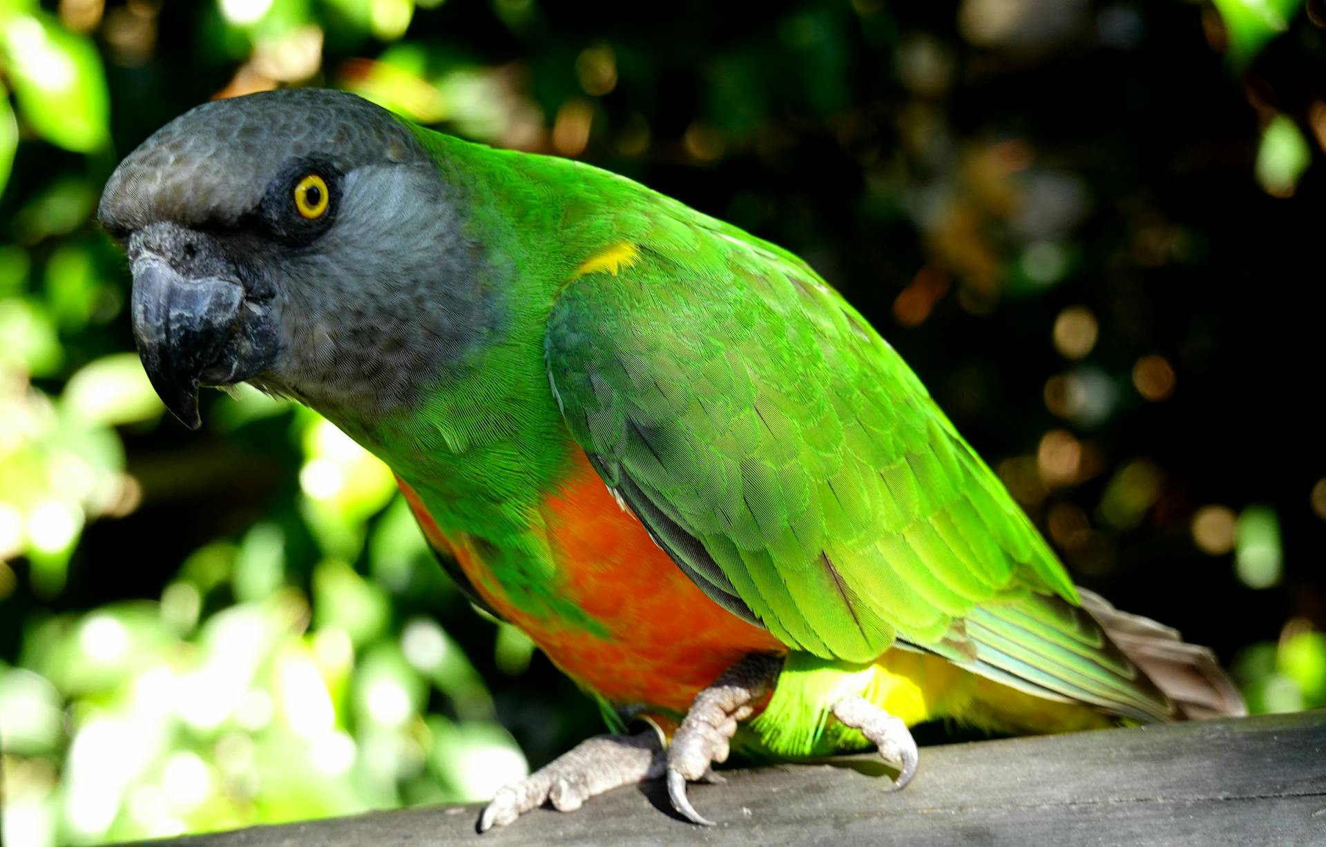 Senegal